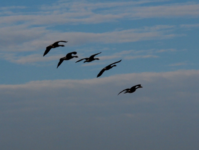 [A formation of five geese forming a slightly wavy dark arc against a blue and white mostly cloud-covered sky.]